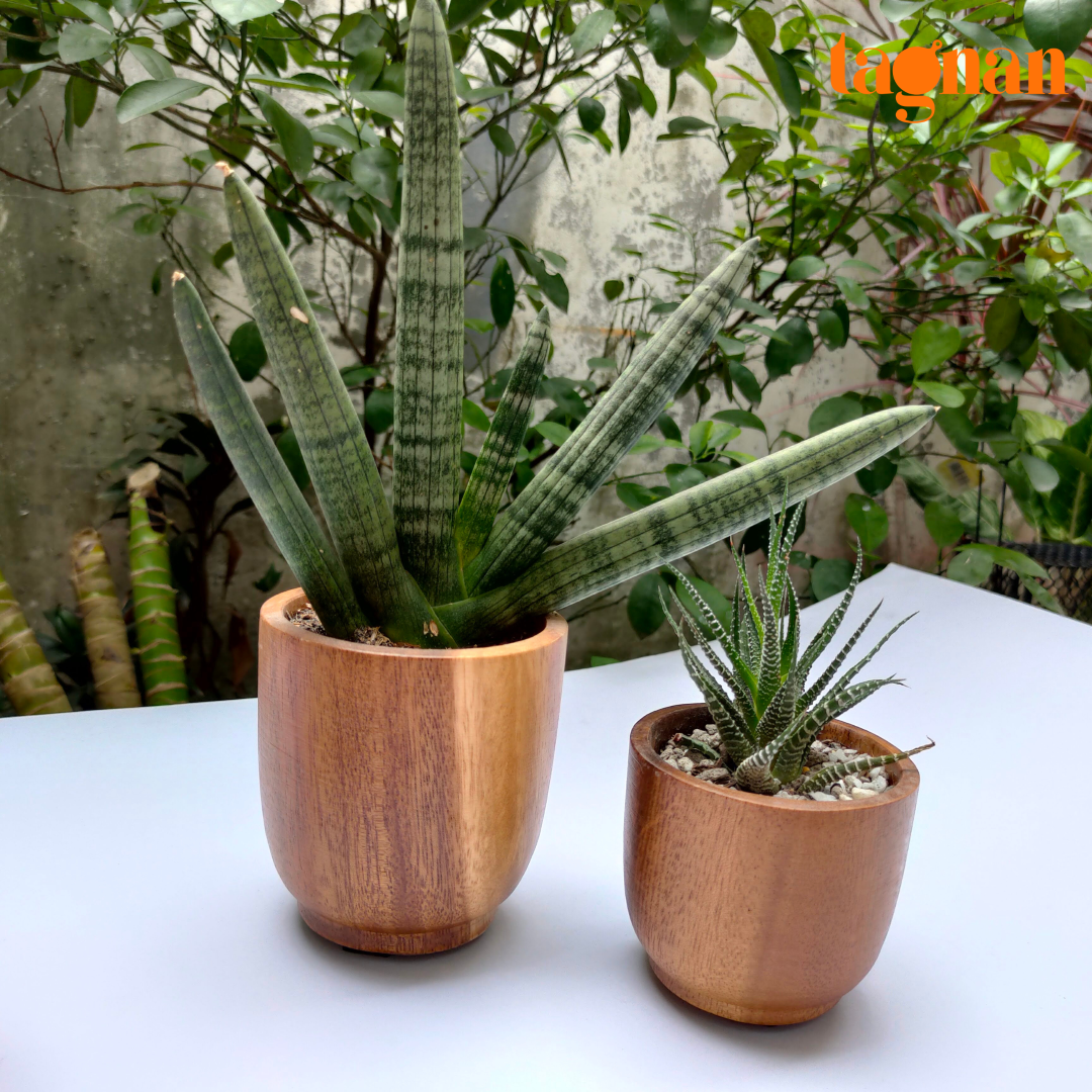 Wooden Pots made from acacia
